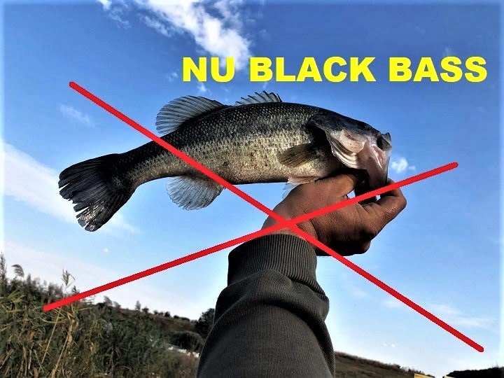 Nu se retine Black Bass pe Lacul Boteni 1
